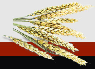 鉴黑担保网(jhdbw)·最具权威唯一维权担保平台