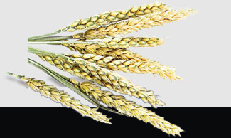 鉴黑担保网(jhdbw)·最具权威唯一维权担保平台