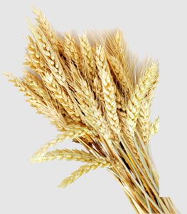 鉴黑担保网(jhdbw)·最具权威唯一维权担保平台