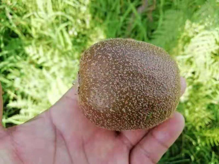 鉴黑担保网(jhdbw)·最具权威唯一维权担保平台