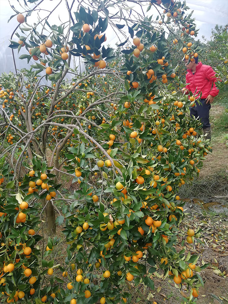 鉴黑担保网(jhdbw)·最具权威唯一维权担保平台