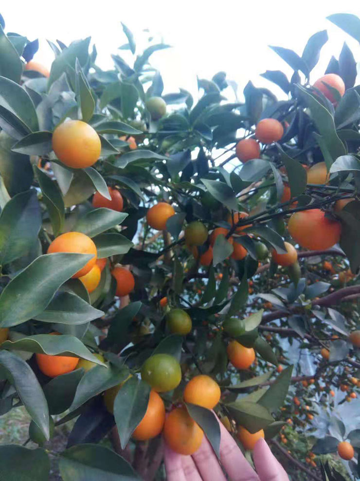 鉴黑担保网(jhdbw)·最具权威唯一维权担保平台