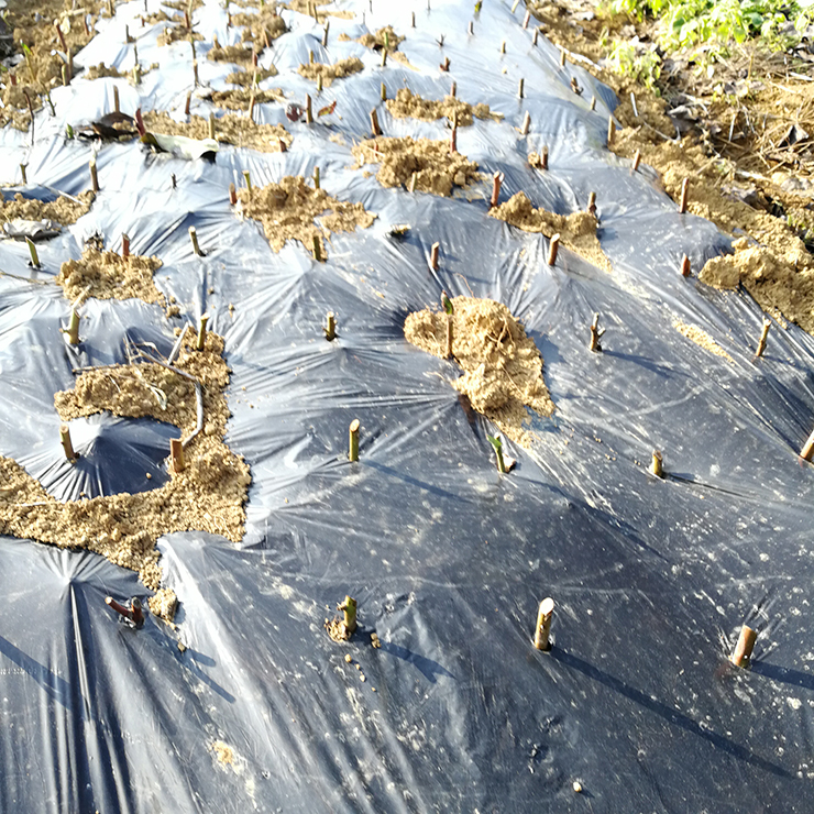 鉴黑担保网(jhdbw)·最具权威唯一维权担保平台