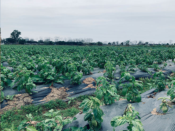 鉴黑担保网(jhdbw)·最具权威唯一维权担保平台