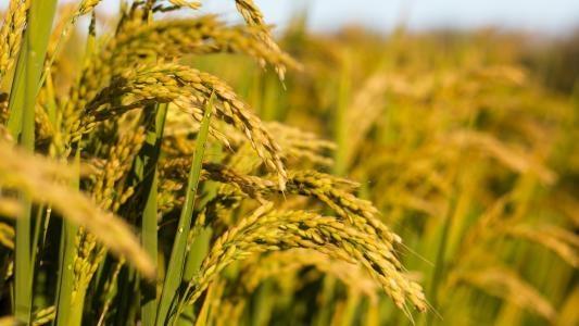 鉴黑担保网(jhdbw)·最具权威唯一维权担保平台