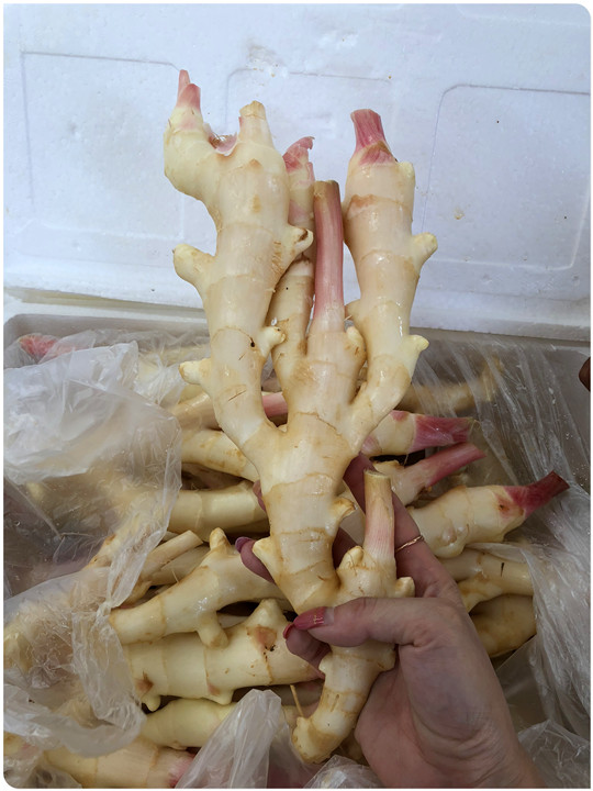 鉴黑担保网(jhdbw)·最具权威唯一维权担保平台