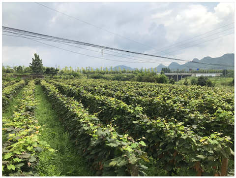 鉴黑担保网(jhdbw)·最具权威唯一维权担保平台