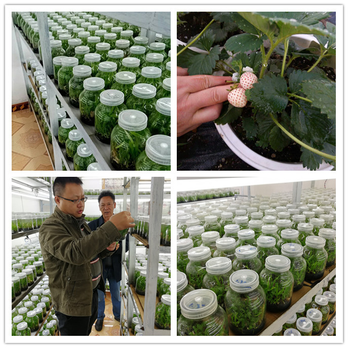 鉴黑担保网(jhdbw)·最具权威唯一维权担保平台