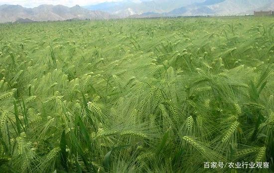 鉴黑担保网(jhdbw)·最具权威唯一维权担保平台