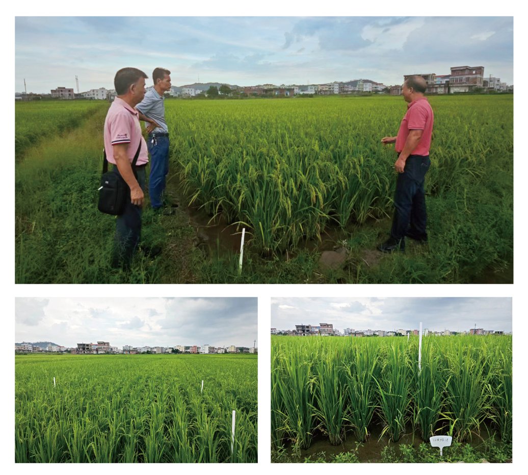 鉴黑担保网(jhdbw)·最具权威唯一维权担保平台